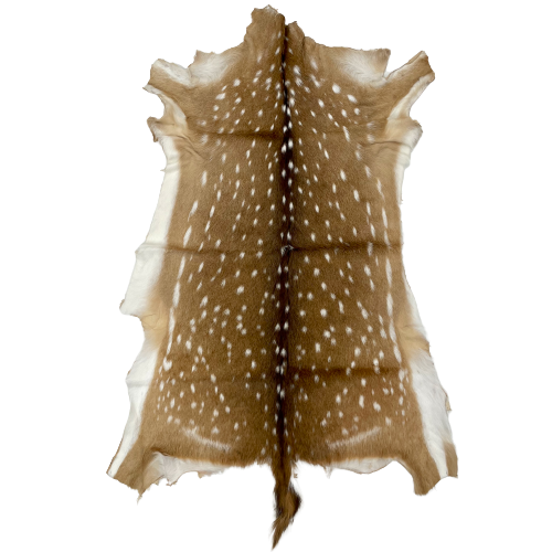 Large Authentic Axis Deer Hide: brown with white spots, and it has its 7" long tail in tact - 3'9" x 2'3" (AXIS028)