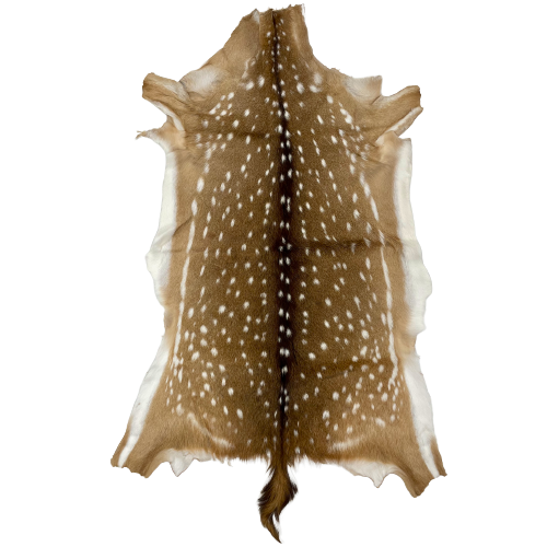 Large Authentic Axis Deer Hide: brown with white spots, and it has its 7" long tail in tact - 3'11" x 2'4" (AXIS029)