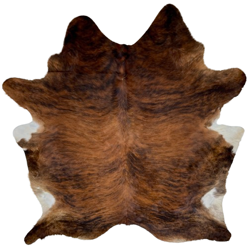 XL Reddish Brown and Black Brazilian Brindle Cowhide: reddish brown with black, brindle markings, a splash of white on the belly, and it has longer hair down the spine, and on the belly, butt, and hind shanks - 8'3" x 6'4" (BRBR1411)