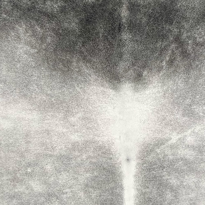 Closeup of this Large Brazilian Cowhide, showing light gray and white, with darker gray on the shoulder (BRGR298)