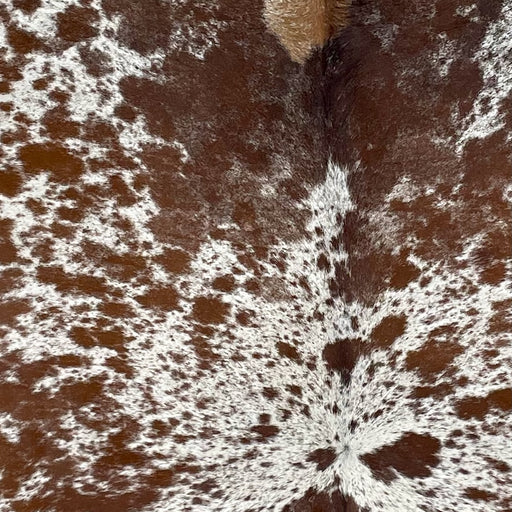 Closeup of this XXXL, Speckled, Brazilian Cowhide, showing white with brown spots and speckles (BRSP2505)