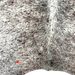 Closeup of this Tricolor Speckled Brazilian Cowhide, showing one brand mark on the left side (BRSP2508)