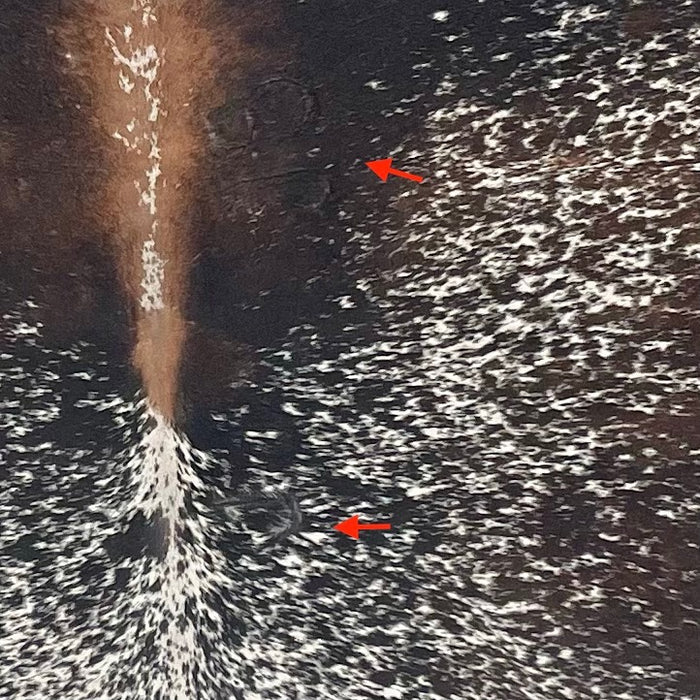 Closeup of this Large Speckled Tricolor Brazilian Cowhide, showing two brand marks on the right side of the back  (BRSP3397)