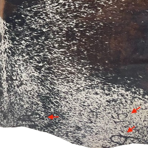 Closeup of this Large Speckled Tricolor Brazilian Cowhide, showing three brand marks on the right side of the butt  (BRSP3397)