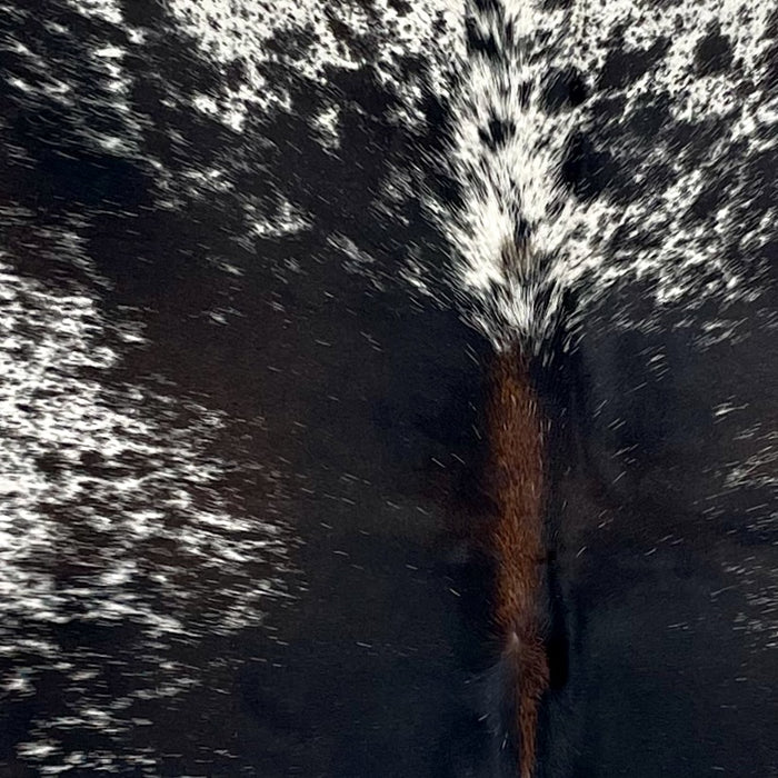 Closeup of this Speckled Brazilian Cowhide, showing white with black speckles and spots, mostly solid black down the middle of the back, and brown down part of the spine (BRSP3519)