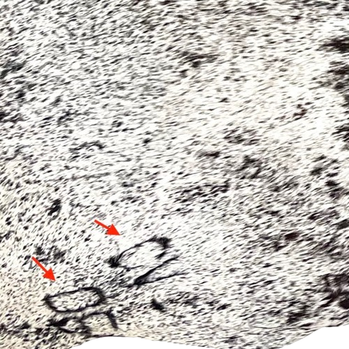 Closeup of this White and Black Speckled Brazilian Cowhide, showing two brand marks on the left hind shank (BRSP3535)