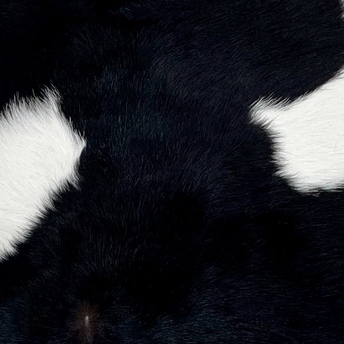Closeup of this Calfskin, showing black and two white spots (CALF814)