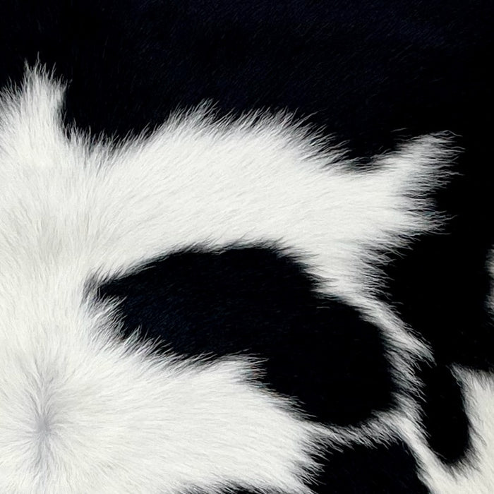 Closeup of this Calfskin, showing white with small and large, black spots (CALF818)