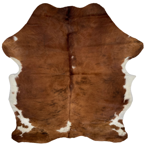 Colombian Tricolor Cowhide: mostly brown, with a few small, black strips, white on the belly, and a large white spot and a couple small white spots down the spine - 6'10" x 5'4" (COTR856)