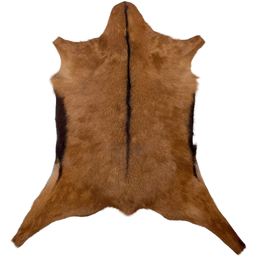 Brown and Dark Brown Goatskin: reddish brown with dark brown down the spine and on the belly - 3' x 2'1" (GOAT415)
