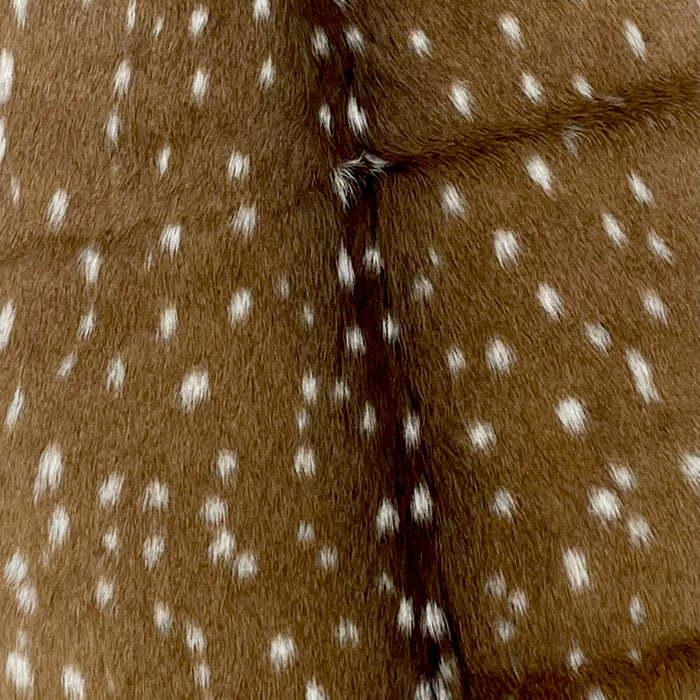 Closeup of this Large Authentic Axis Deer Hide, showing brown with white spots (AXIS028)