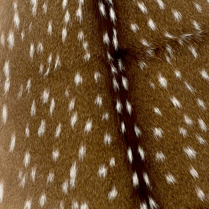 Closeup of this XL Authentic Axis Deer Hide, showing brown with white spots (AXIS030)