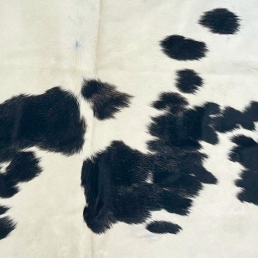Closeup of this Large, Brazilian Cowhide, showing white with small and large, black spots (BRBKW261)