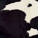 closeup of t his Brazilian Cowhide, showing white with large and small, black spots (BRBKW283)