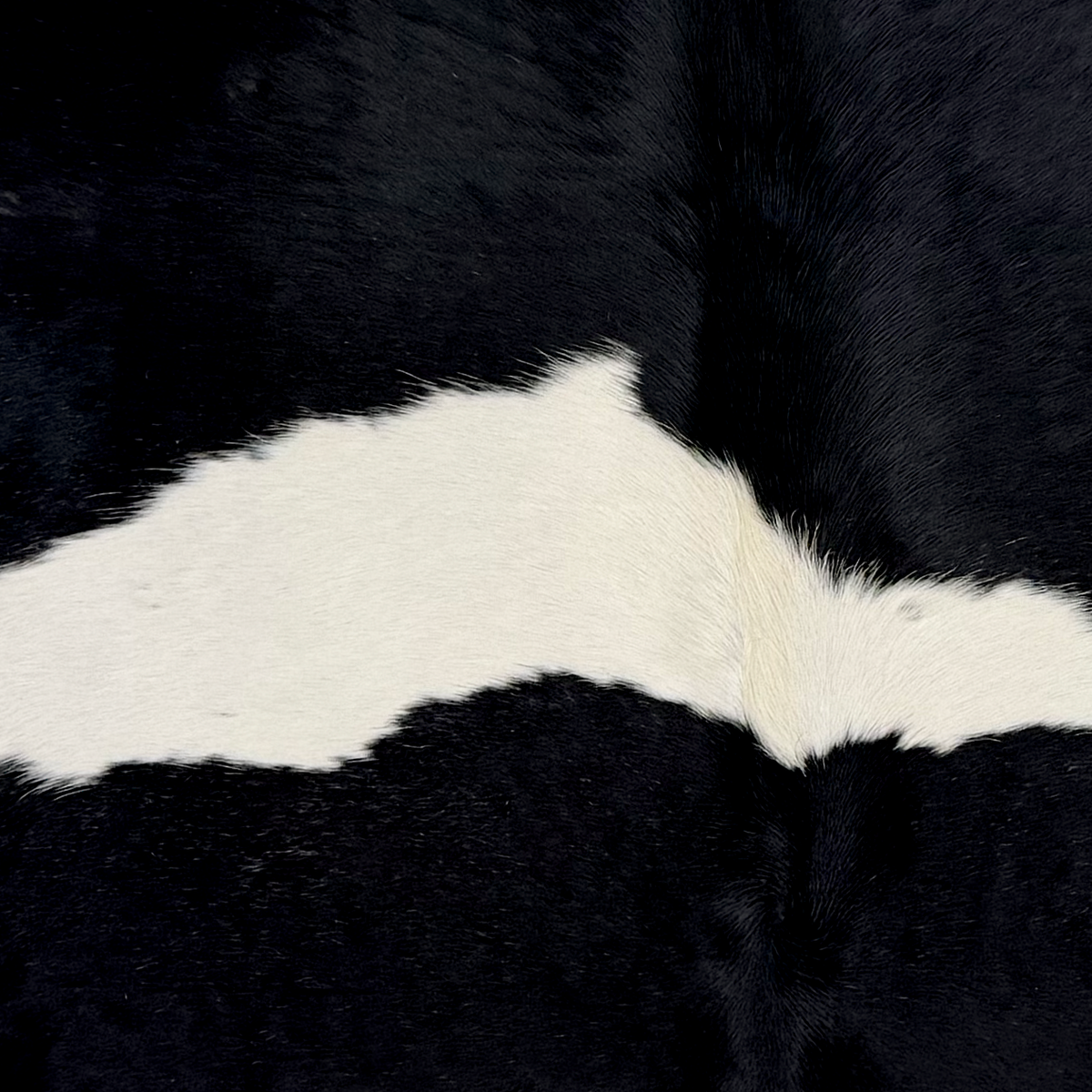 Closeup of this Brazilian Cowhide, showing white with two large, black spots (BRBKW284)