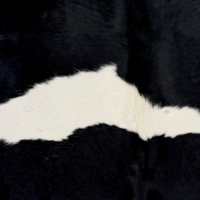 Closeup of this Brazilian Cowhide, showing white with two large, black spots (BRBKW284)