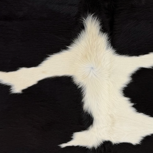 Closeup of this Brazilian Cowhide, showing off-white with black spots, and long hair down the middle of the shoulder  (BRBKW285)