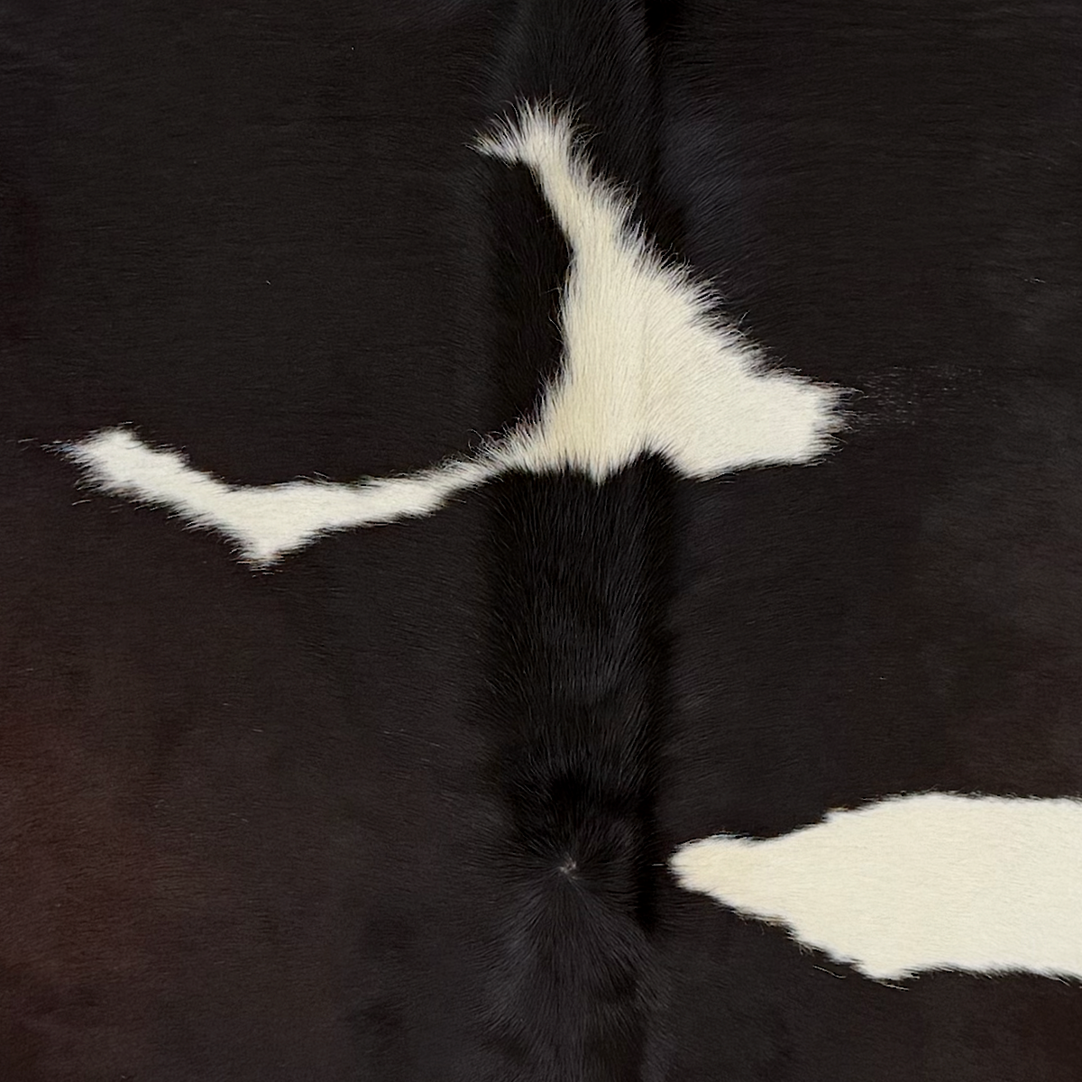 Closeup of this Brazilian Cowhide, showing white with black spots, and hints of dark brown mixed in on the back  (BRBKW286)