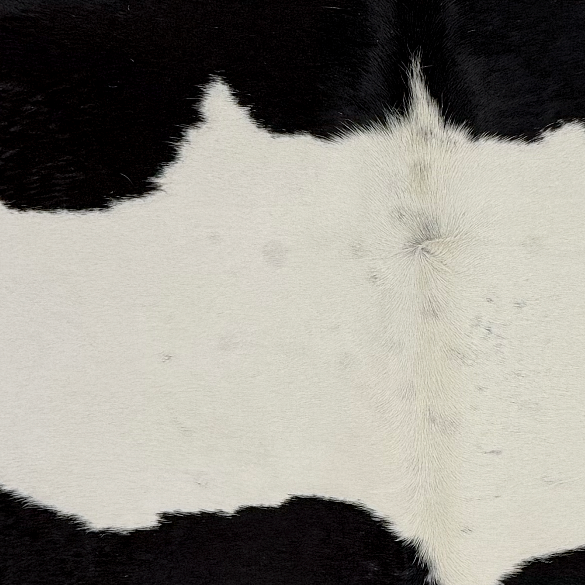 Closeup of this Brazilian Cowhide, showing white with large, black spots (BRBKW289)