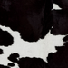 Closeup of this Large Brazilian Cowhide, showing black with large and small, white spots (BRBKW291)