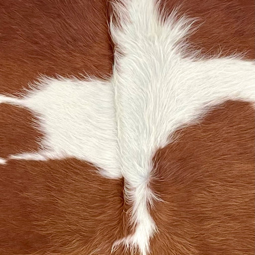 Closeup of this Brazilian Cowhide, showing white with large and small, reddish brown spots (BRBNW360)