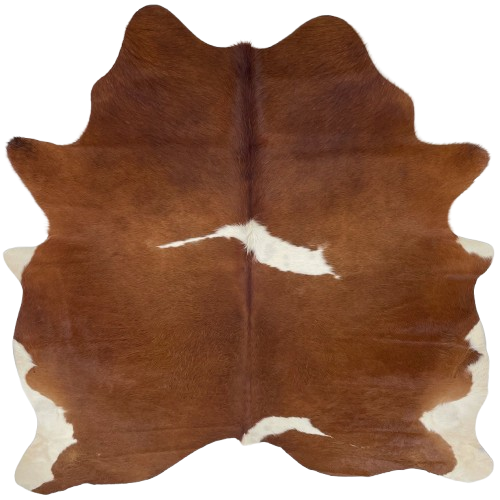 Reddish Brown and White Brazilian Cowhide: reddish brown with two white spots and off-white on part of the belly and hind shanks - 6'8" x 6'1" (BRBNW361)
