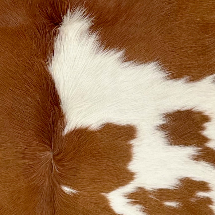 Closeup of this Brazilian Cowhide, showing white with large and small, brown spots, and longer hair down the spine (BRBNW371)