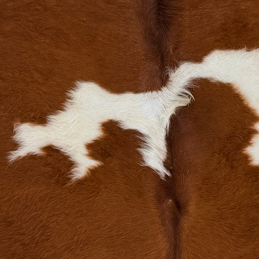 Closeup of this Brazilian Cowhide, showing reddish brown and off-white, with longer hair on the back and down part of the spine (BRBNW396)
