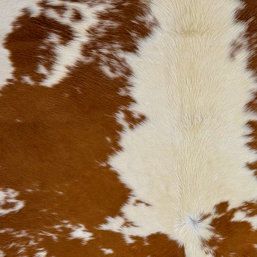 Closeup of this Large Brazilian Cowhide, showing off-white with large and small, brown spots, and longer hair down the middle of the shoulder (BRBNW404)