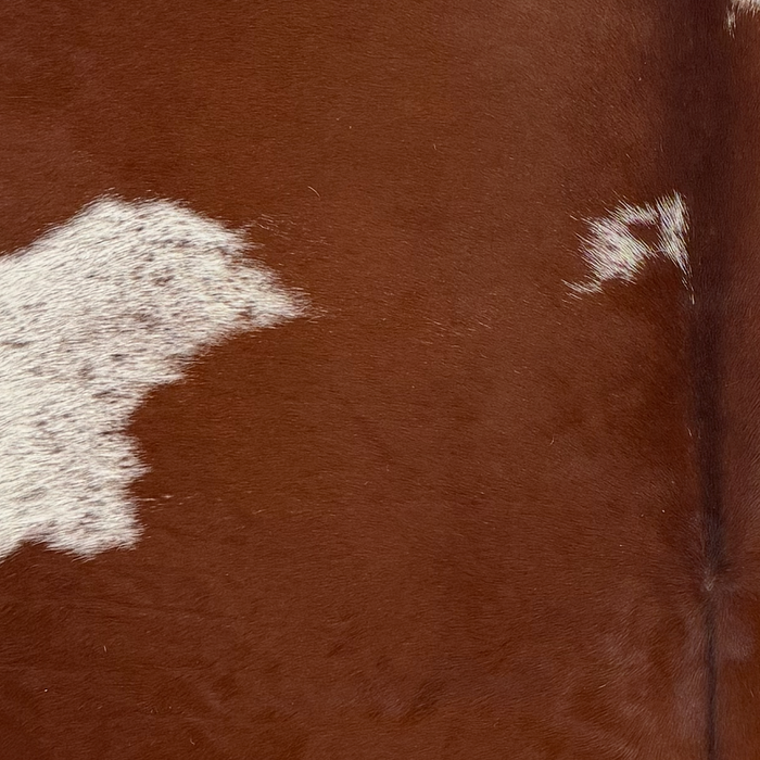 Closeup of this Brazilian Cowhide, showing dark reddish brown with white spots that have dark reddish brown speckles (BRBNW407)