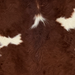 Closeup of this Brazilian Cowhide, showing long hair that is dark, reddish brown with off-white spots (BRBNW417)