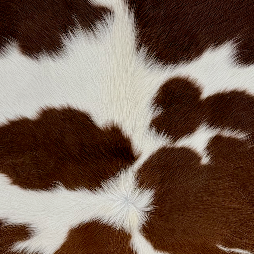 Closeup of this Brazilian Cowhide, showing long hair that is white with dark brown spots (BRBNW421)