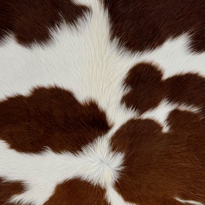 Closeup of this Brazilian Cowhide, showing long hair that is white with dark brown spots (BRBNW421)