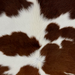 Closeup of this Brazilian Cowhide, showing long hair that is white with dark brown spots (BRBNW421)