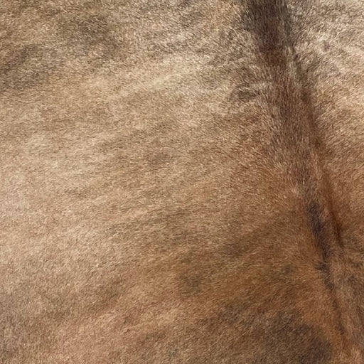 Closeup of this XXL, Brazilian, Brindle Cowhide, showing tan and black on the top half, and brown and black on the lower half (BRBR1024)