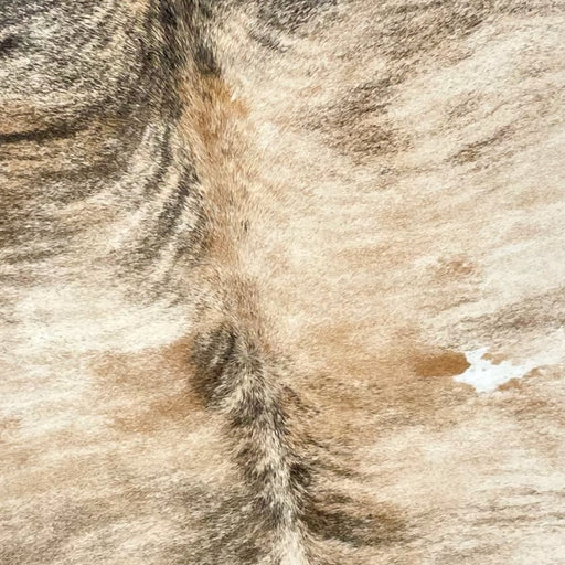 Closeup of this Large, Brazilian, Brindle Cowhide, showing light brown, with black, brindle markings, and a small, white spots on the back (BRBR1097)