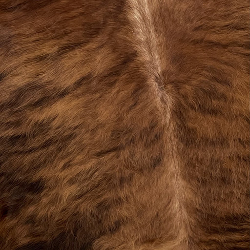 Closeup of this Brazilian, Brindle Cowhide, showing long hair that is brown, with black, brindle markings, and off-white down part of the spine (BRBR1133)