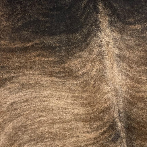 Closeup of this Brazilian, Brindle Cowhide, showing tan, with brown, brindle markings on the back, and black, with brown, brindle markings on the shoulder (BRBR1135)