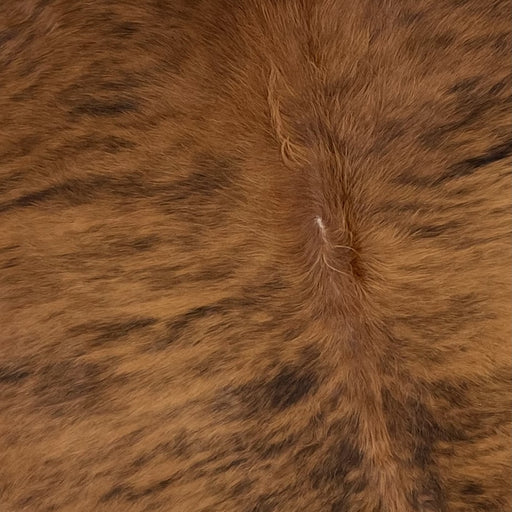 Closeup of this Brazilian, Brindle Cowhide, showing reddish brown with black, brindle markings (BRBR1136)