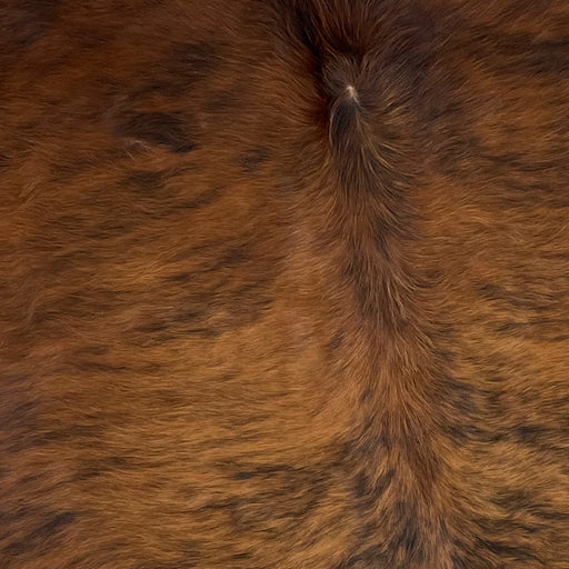 Closeup of this Brazilian Brindle Cowhide, showing long hair that is reddish brown, with black, brindle markings (BRBR1138)
