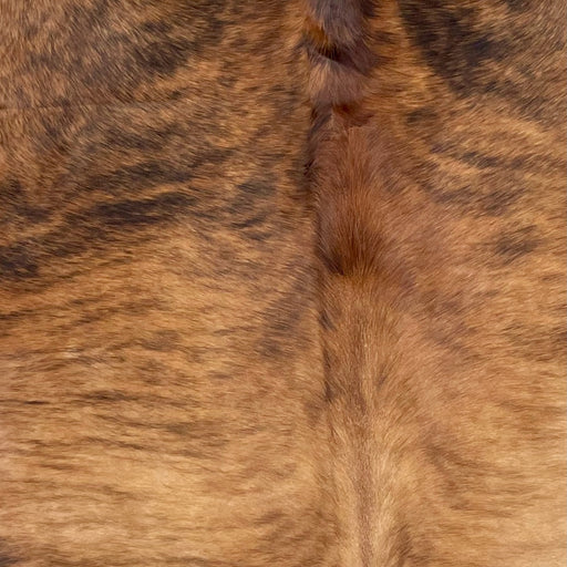 Closeup of this XXXL, Brazilian, Brindle Cowhide, showing light reddish brown, with darker brown, brindle markings on the back, and reddish brown, with black, brindle markings, on the shoulder  (BRBR1153)