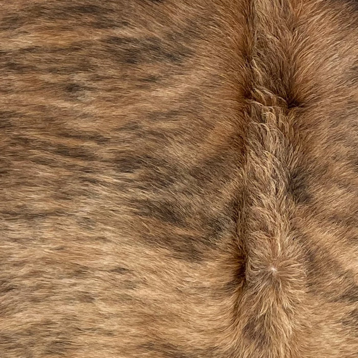 Closeup of this Brazilian Brindle Cowhide, showing long hair that is tan with brown and black, brindle markings (BRBR1269