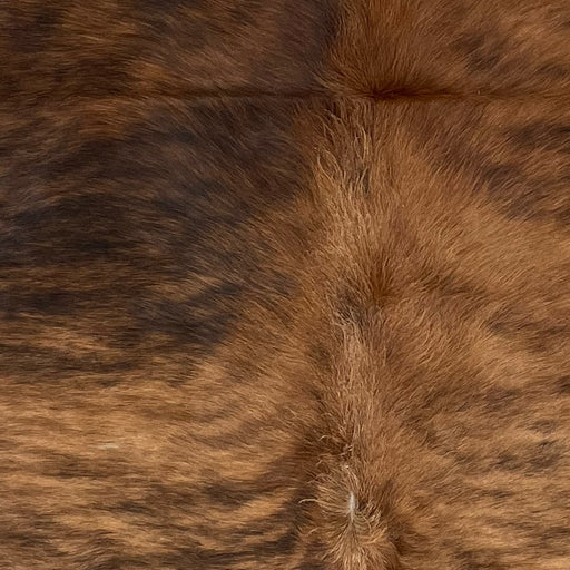 Closeup of this Brazilian Brindle Cowhide, showing reddish brown with black, brindle markings, and longer hair down the spine (BRBR1305)