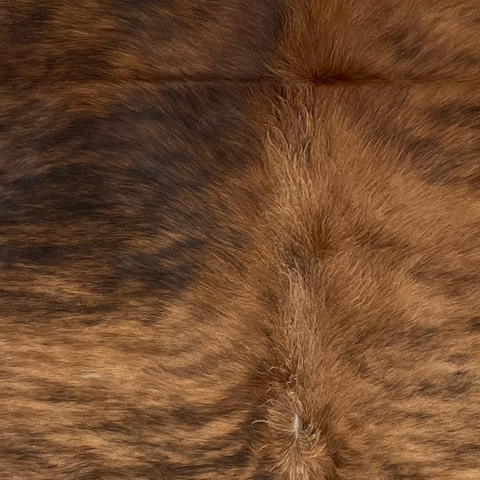 Closeup of this Brazilian Brindle Cowhide, showing reddish brown with black, brindle markings, and longer hair down the spine (BRBR1305)