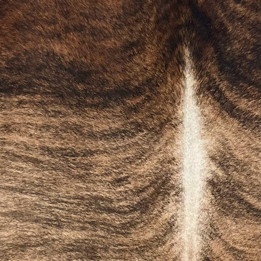 Closeup of this Large Brazilian Brindle Cowhide, showing very short hair that is light brown, with black, brindle markings on the back, and dark reddish brown, with black, brindle markings, on the shoulder, and white down part of the spine (BRBR1316)