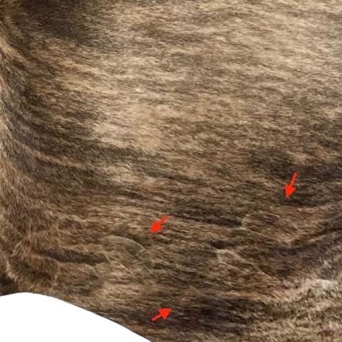 Closeup of this Tan, Brown, and Taupe Brazilian Brindle Cowhide, showing three brand marks on the right side of the butt (BRBR1318)