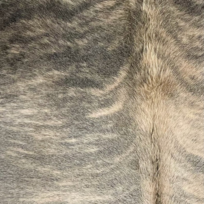 Closeup of this Large Brazilian Light Brindle Cowhide, showing light beige with gray, bridle markings, and black, brindle markings on the shoulder, and long hair down part of the spine (BRBR1337)