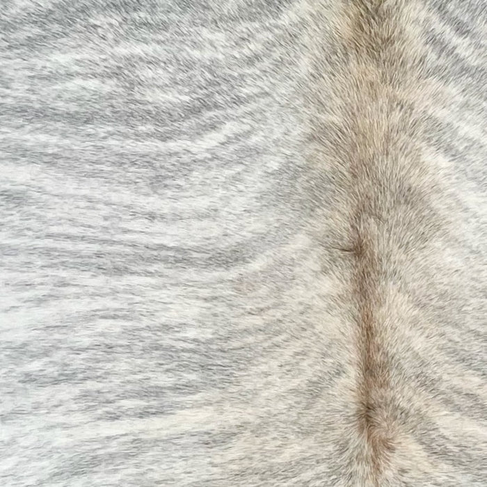 Closeup of this Brazilian Light Brindle Cowhide, showing white with gray, brindle markings, and light brown down the spine  (BRBR1340)