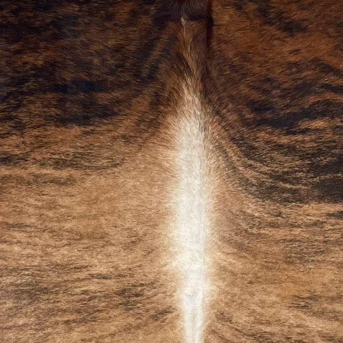 Closeup of this Large Brazilian Brindle Cowhide, showing light brown with black brindle markings on the back, dark reddish brown with black, brindle markings on the shoulder, and white down the spine (BRBR1523)