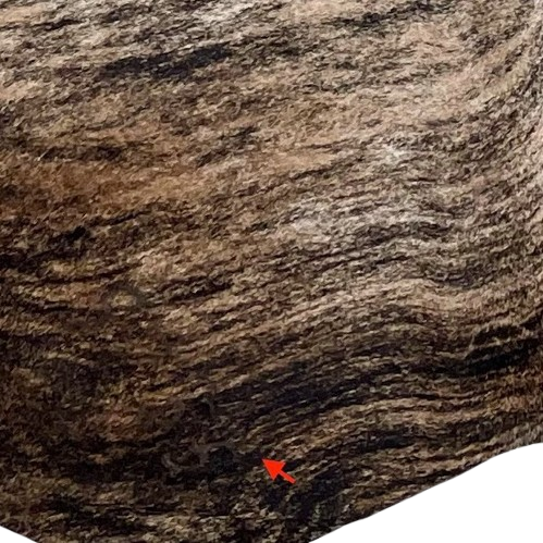 Closeup of this XXL Lt Tan, Brown, Black Brazilian Brindle Cowhide, showing one inconspicuous brand mark on the left side of the butt (BRBR1530)